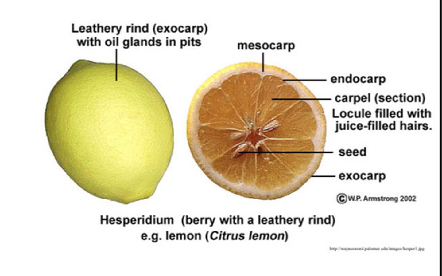 <p>Berry with a leathery separable rind that contains rind that contains glands which produce aromatic oils → lemon, lime, orange, kumquat, grapefruit</p>