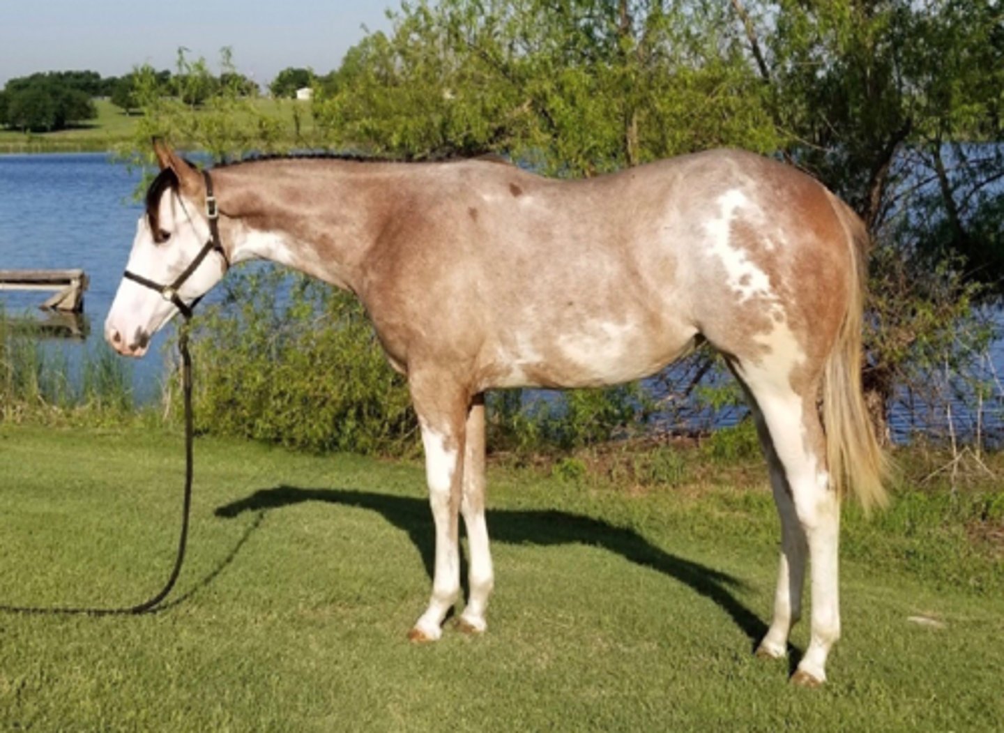 <p>- Similar color patterns to American Paint Horse</p><p>- Can be any breed type EXCEPT NO Appaloosa or Draft Blood allowed to be registered as a Pinto</p><p>- Must have some white coloration</p>