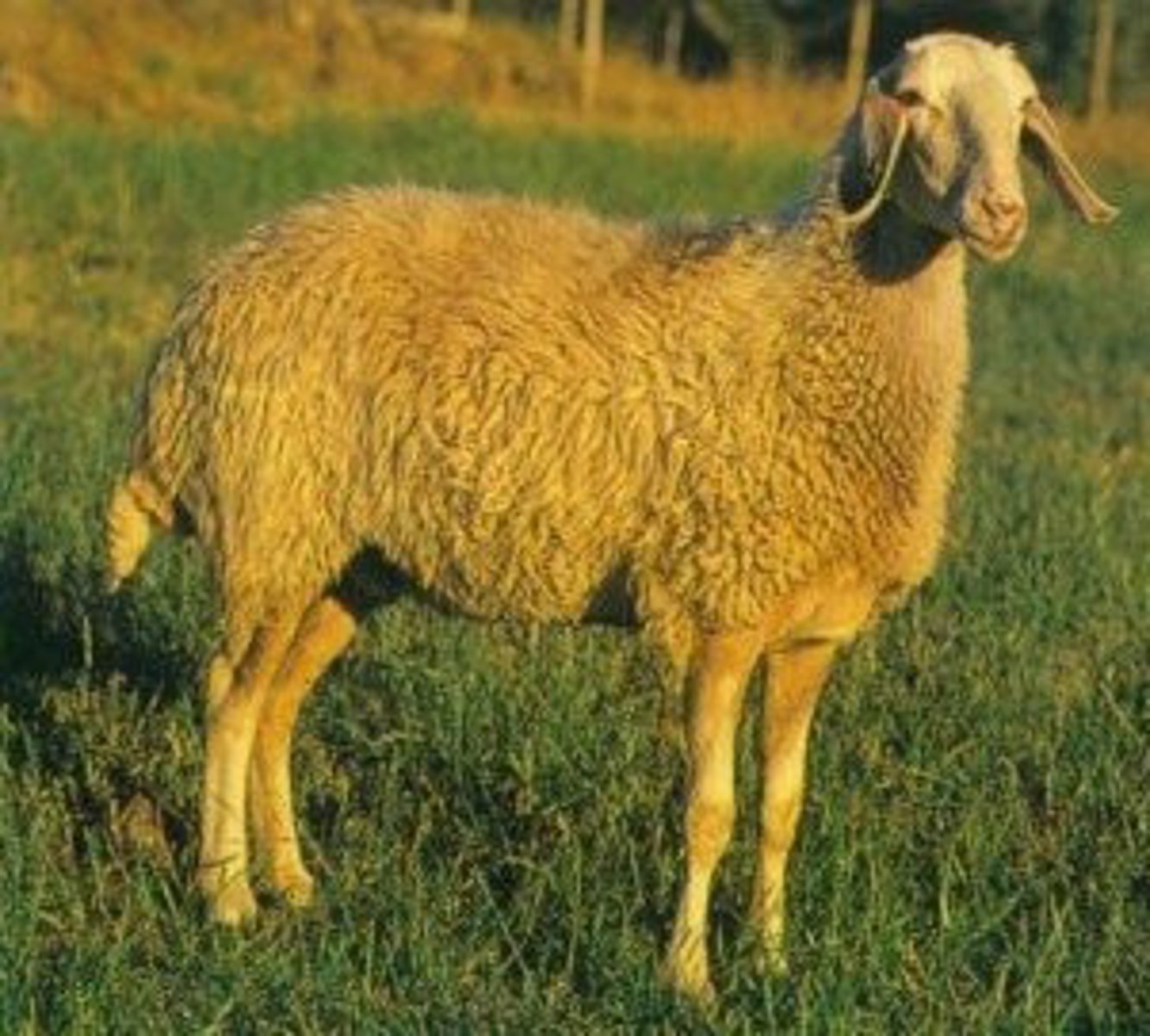 <p>white sometimes reddish fleece, long and floppy ears, dairy, intensive</p>