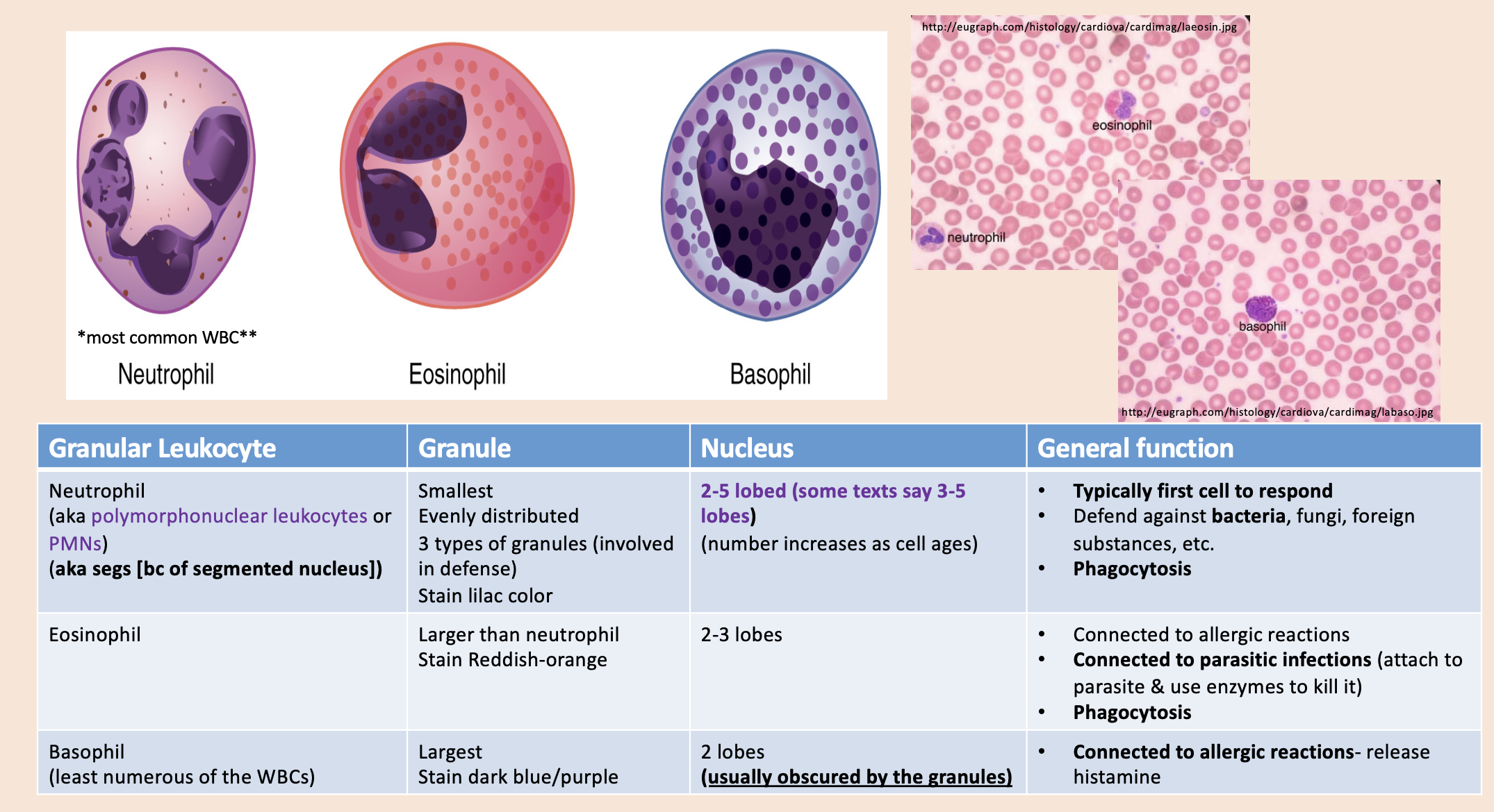 <p><span>• Smallest.</span><span><br></span><span>• Evenly distributed.</span><span><br></span><span>• 3 types of granules (involved in defense).</span><span><br></span><span>• Stain lilac color.</span></p>