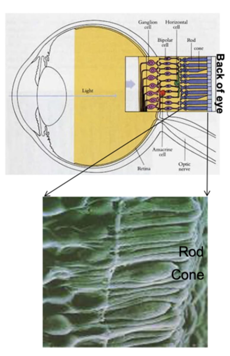 <p>- Photoreceptors (rod s and cones) in retina detect presence or absence of light.</p><p>- Bipolar cells mediate between photoreceptors and ganglion cells.</p><p>- Photoreceptors and bipolar cells vary their voltage as they are stimulated (analogue signal) whereas all subsequent cells vary spike rate (all-or-nothing, digital signal).</p><p>- Photoreceptor detection of light is translated into excitation or inhibition of retinal ganglion cells via bipolar cells.</p>