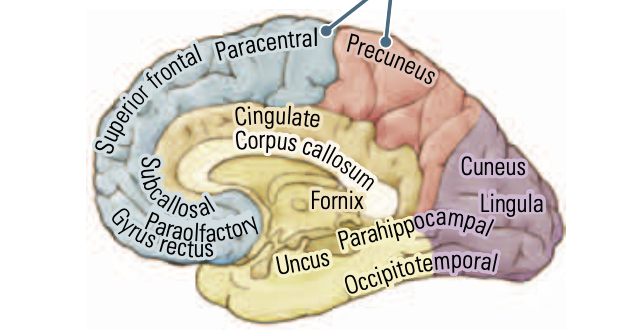 <p>folds- the ridges </p>