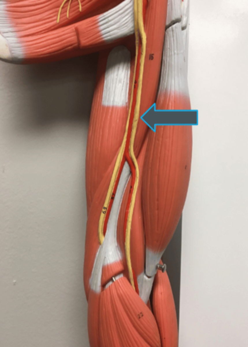 <p>innervates:<br>-pronator teres<br>-forearm flexors</p>