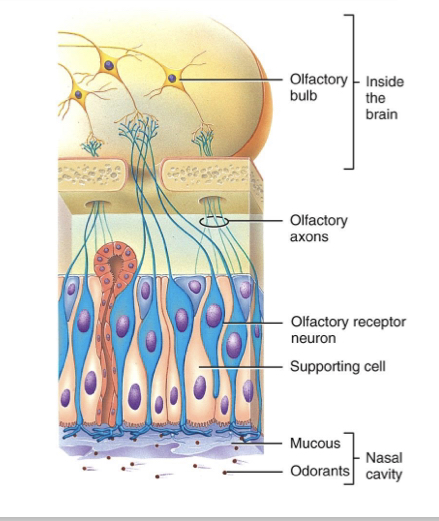 <p>sensory receptor cells that convert chemical signals from odourants into neural impulses that travel to the brain</p><p>– These neural impulses also reach amygdala and hippocampus</p>