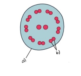 Label the following diagram of cilia and flagella