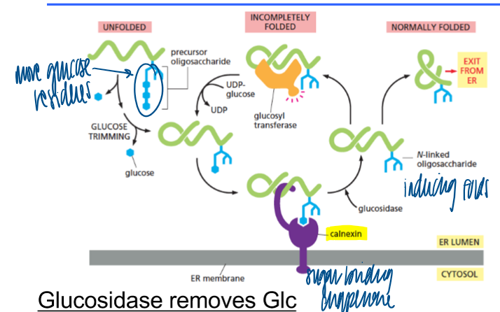 <p>evaluate and modify the quality of the proteins </p>