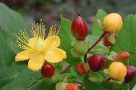 St. John’s Wort