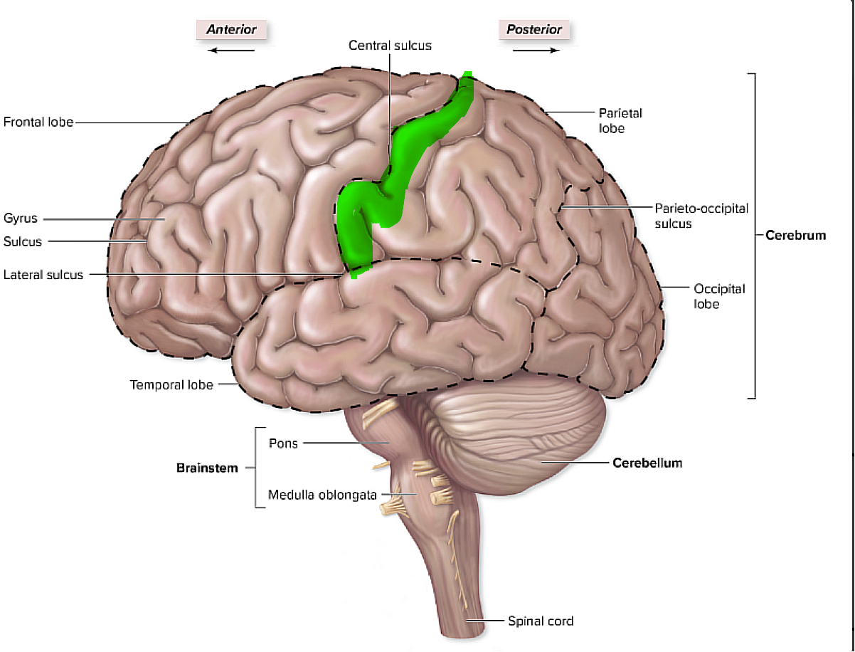 <p>brain organization pg.~434</p><p>what is this, and what does it pertain to?</p>