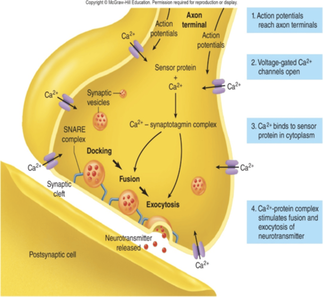 <p>1. Action potential, moving along axon's voltage-gated Na+ and K + channels, arrives at terminal.</p><p>2. Action potential opens voltage-gated Ca2+ channels (through depolarization).</p><p>3. Ca2+ influx triggers neurotransmitter release into the synaptic cleft (from the active zones) when AP reaches nerve terminal (bouton) via exocytosis mediated by SNARE pin.</p><p>4. The binding of neurotransmitters to receptor proteins in the postsynaptic membrane is linked to an alteration in its ion permeability. Example:</p><p>- Ionotropic receptors: ligand-gated ion channels</p><p>- Metabotropic receptors: mediate slower actions through G-protein second messengers.</p>