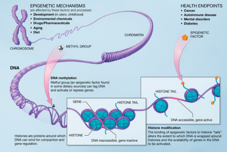 <p>the study of changes in organisms caused by modification of gene expression (phenotype) rather than alteration of the genetic code itself (genotype)</p>