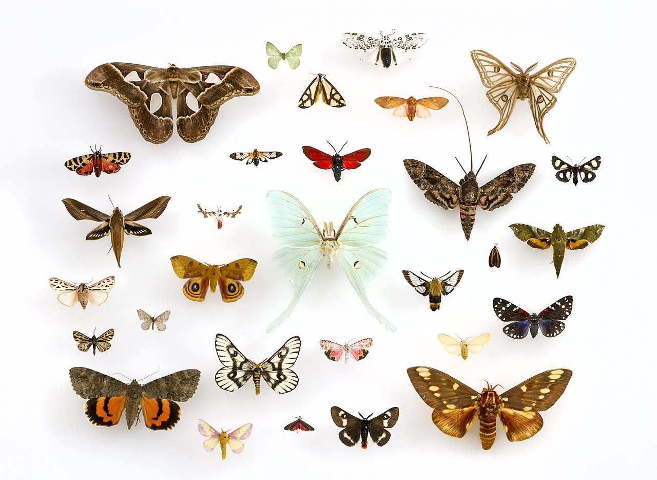 <p>Butterflies + Moths</p>