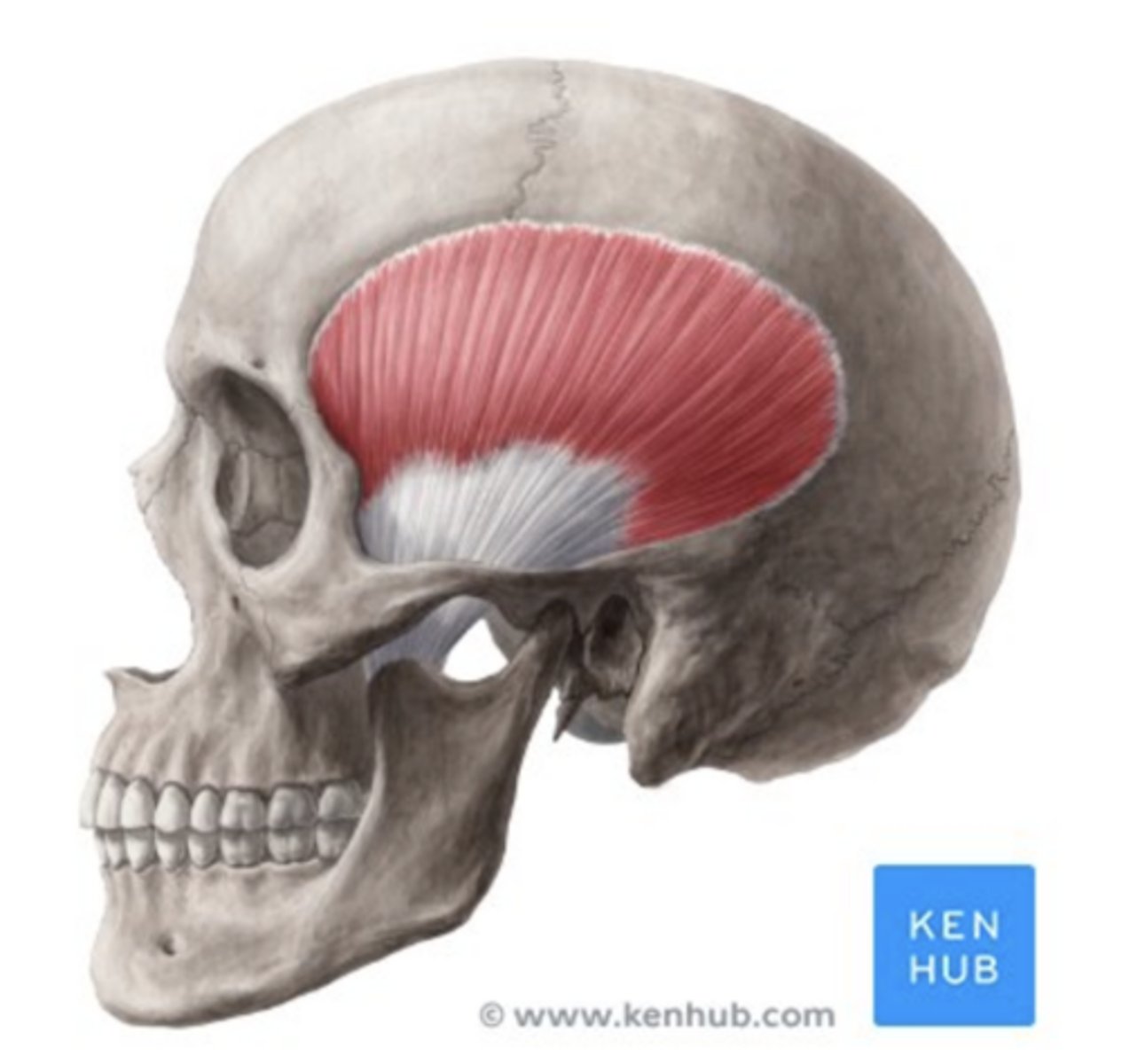 <p>What is the labelled structure?</p>