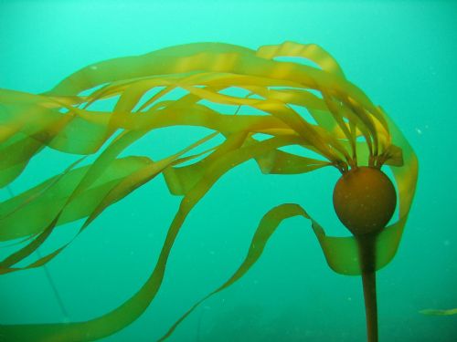 <p>Ball w long hair </p>