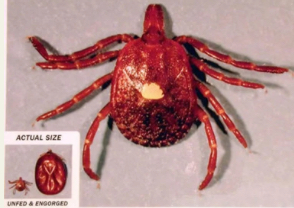 <p>Which tick is this?</p>