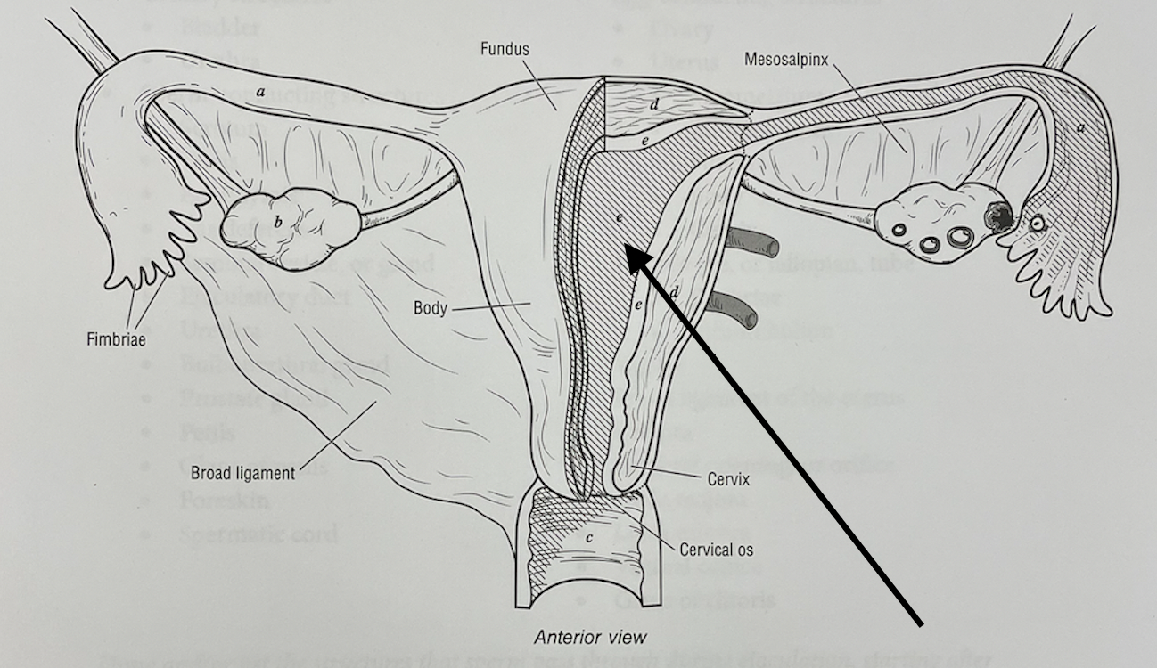 <p>what structure is this</p>