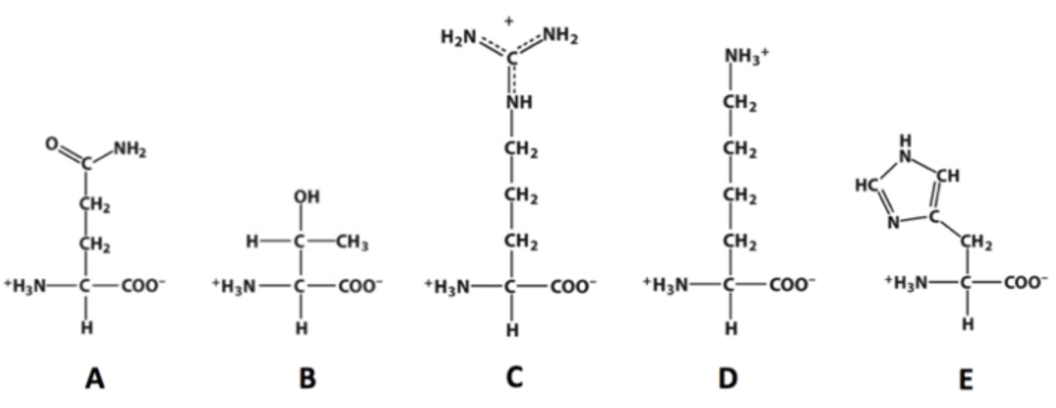 <p>Which of these molecules contains an amino group?</p>