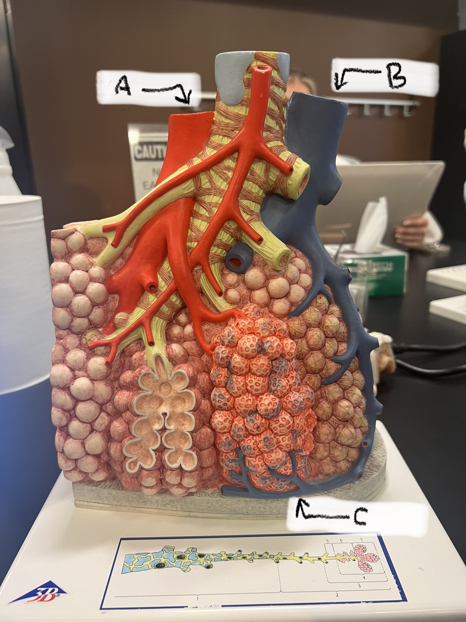 <p>What is structure B</p>
