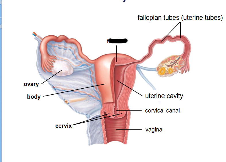 <p>(Female Reprod Structures) What is this within the Uterus?</p>