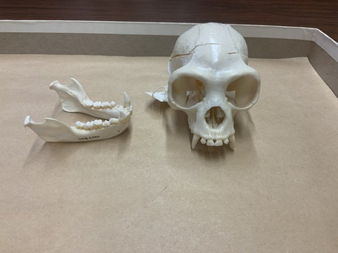 <p>Family, Parvorder, Suborder, Order, Infraclass, Subclass</p><p>-postorbital plate</p><p>-2/2 PM; 5 cheek teeth</p><p>-jutting ridge under orbit</p>