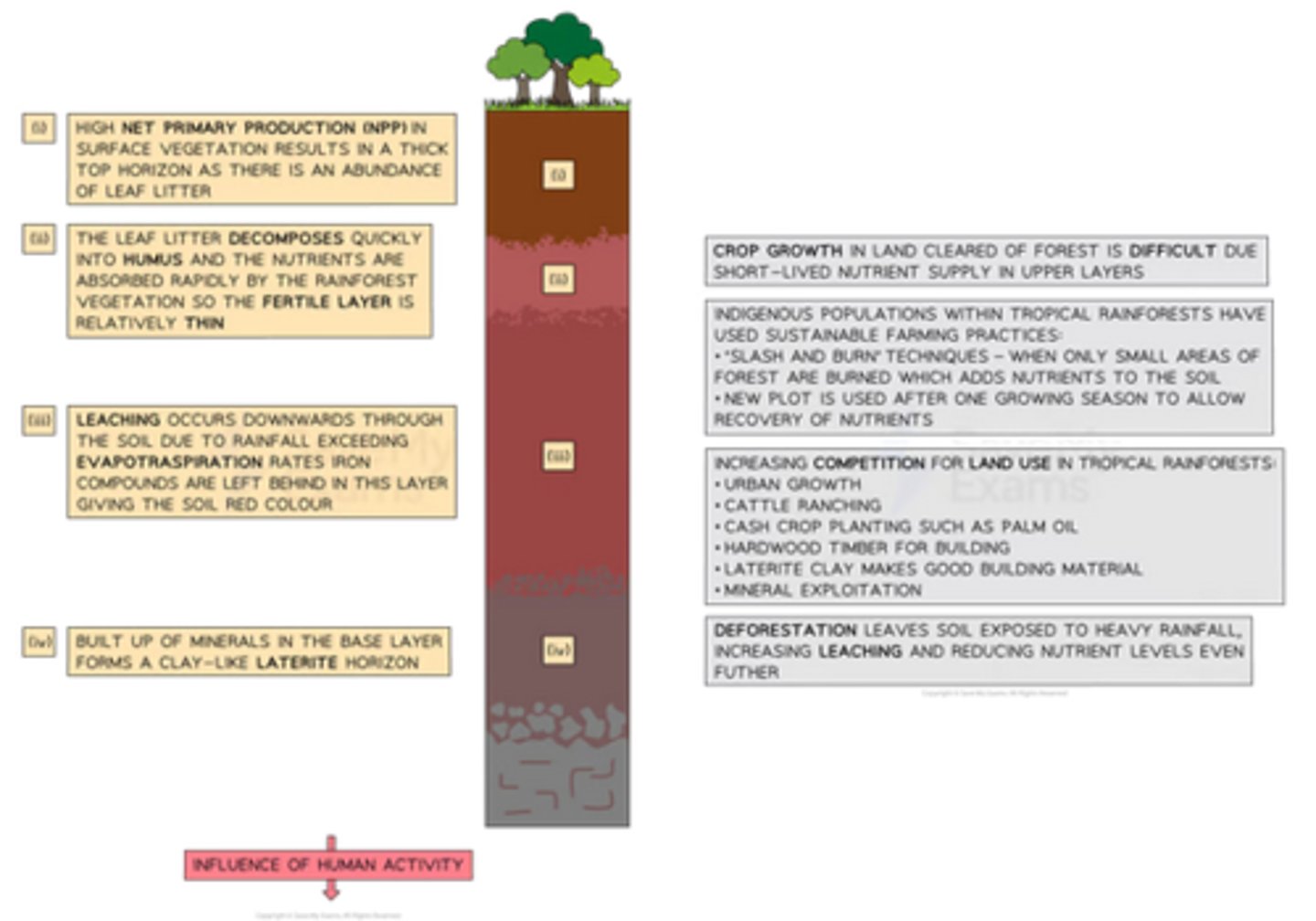 <p>- Red/ brown in colour.</p><p>- 20-30m deep.</p><p>- thick litter layer than is decomposed quickly into humus</p><p>- nutrients absorbed quickly = thin fertile layer</p><p>- Leaching is a big problem (due to rainfall exceeding evapotranspiration)</p><p>- crop growth in cleared forest land is difficult due to short-lived nutrient supply in upper layers</p><p>- Five degrees either side of the equator is the equatorial climate belt, where the zonal soil -</p><p>- found in tropical rainforest biome (either side of the equator) but is inherently infertile, hence the inadvisability of forest clearance for agricultural use.</p><p>- hot, wet humid climate provides ideal conditions for rainforest, shed leaves throughout year = constant nutrient supply = new growth</p><p>- however fast nutrient cycle means soil can become exhausted of stored nutrients very quickly</p>