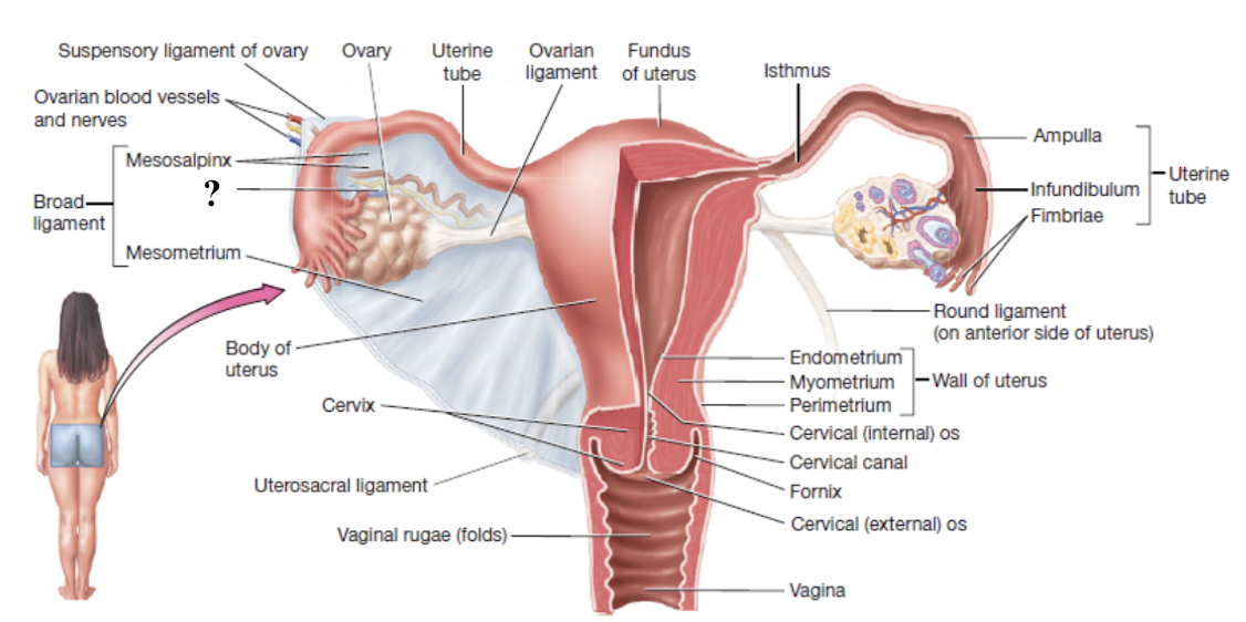 <p>portion of the broad ligament directly connected to the ovary </p>