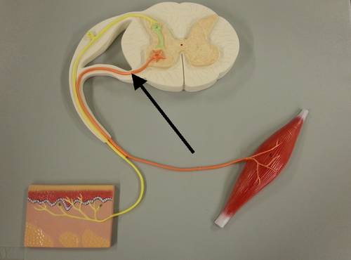 <p>Orange color on model, takes CNS to PNS, go to the spinal nerve into muscle</p>