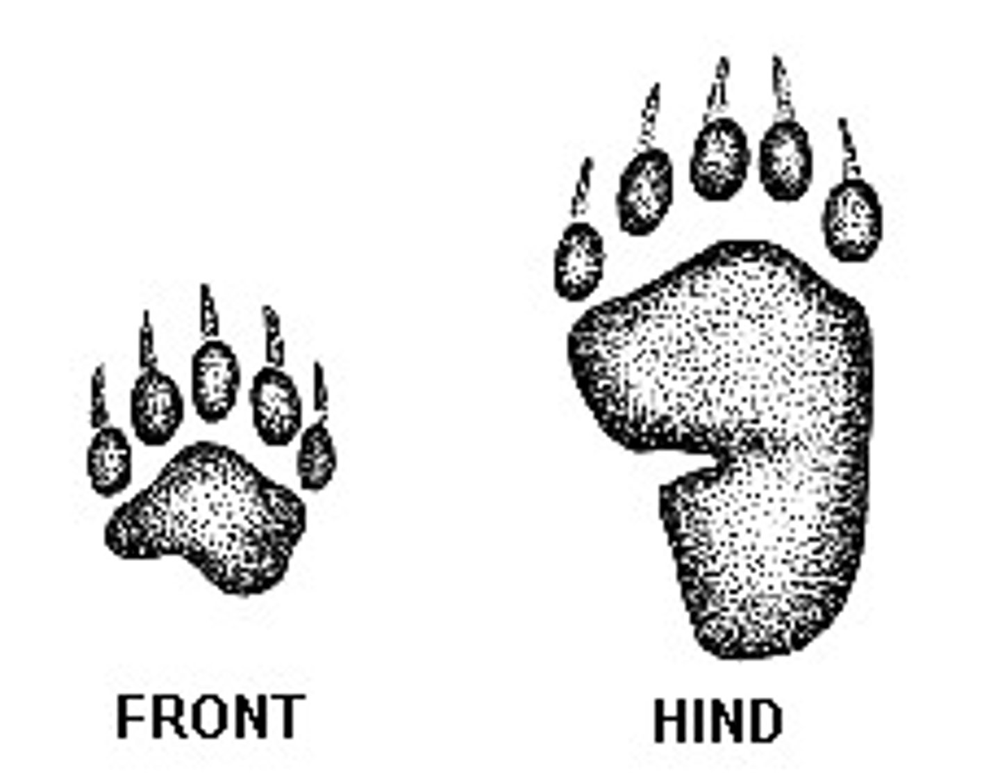 <p>1.5" front foot, 2" back foot</p>