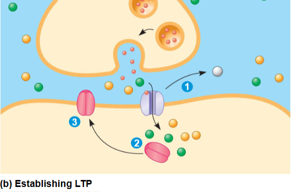 <p><span><span>Long Term Potentiation (LTP)</span></span></p>