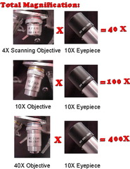 <p>Magnification = magnification of eyepiece x magnification of objective lens</p>