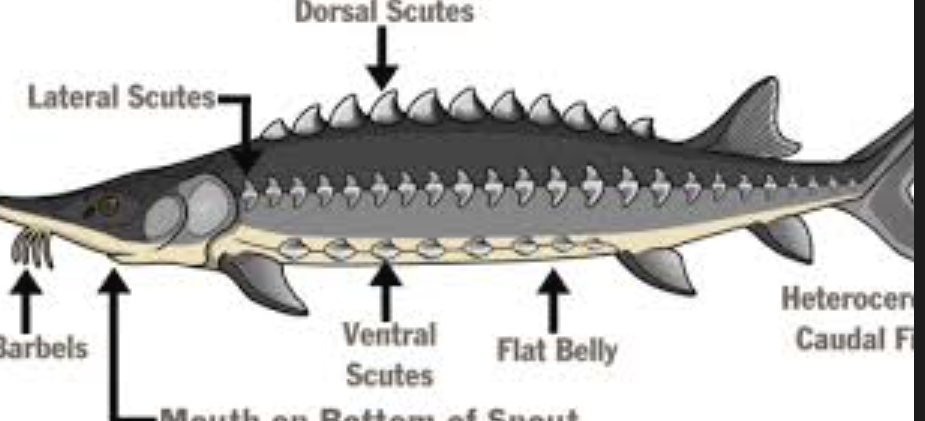 <p>Class actinopterygii</p><p>subclass chondrostei</p><p>order acipenceriformes</p><p>order acipenseridae</p><p>species oxyrinchus oxyrinchus </p>