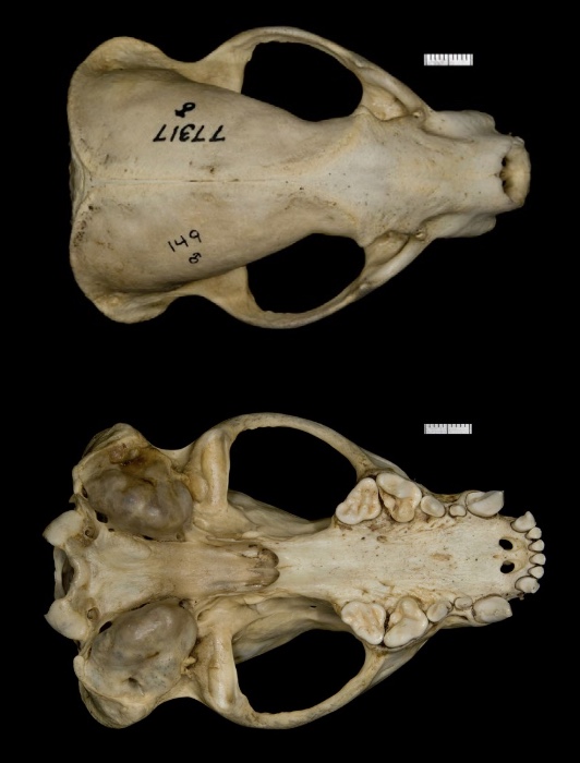 <p>Genus and species?</p>
