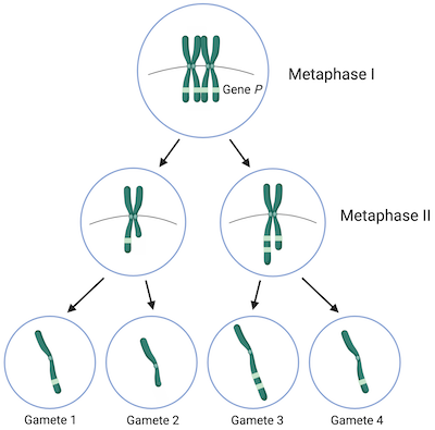 <p>Chromosomes line up individually along the metaphase place.</p>