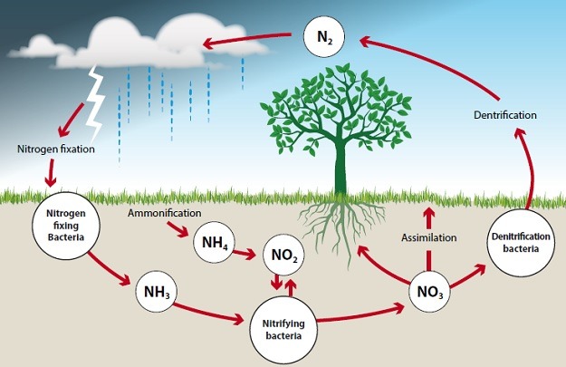 <ul><li><p><strong>Nitrogen fixation</strong>: the process of creating ammonia from atmospheric nitrogen</p></li><li><p>assimilation: the formation of organic nitrogen compounds like amino acids from inorganic nitrogen compounds present in the environment</p></li><li><p>Ammonification: the process of converting organic nitrogen into ammonia</p></li><li><p><strong>Nitrification</strong>: the process that converts ammonia to nitrite and then to nitrate</p></li><li><p><strong>Denitrification</strong>: the process that converts nitrate to nitrogen gas, thus removing bioavailable nitrogen and returning it to the atmosphere</p></li></ul><p></p>