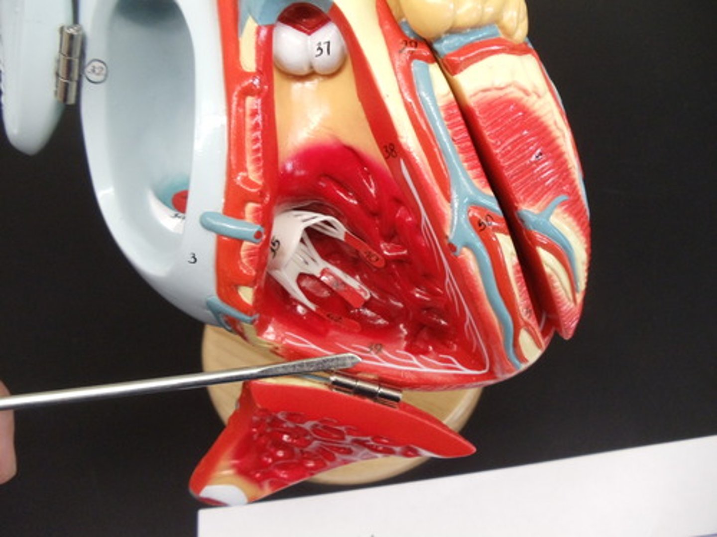 <p>specialized conductive fibers located within the walls of the ventricles</p>