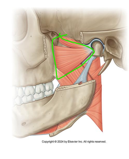 <p>What muscle and which heads?</p>