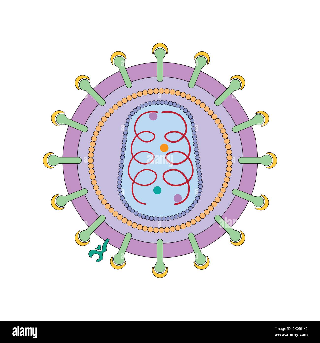 <p>Label the structure of a HIV particle </p>