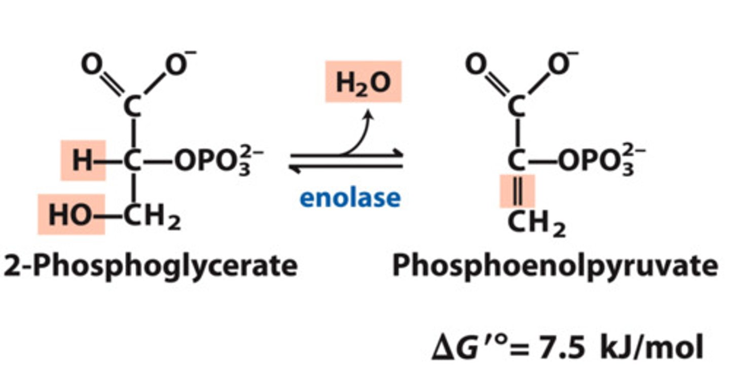 <p>Reactants: 2-PG</p><p>Products: Phosphoenolpyruvate (PEP) + H2O</p><p>Enzyme: Pyruvate Kinase</p><p>Delta G: 7.5 kJ/mol</p><p>Reversibility: Reversible</p>