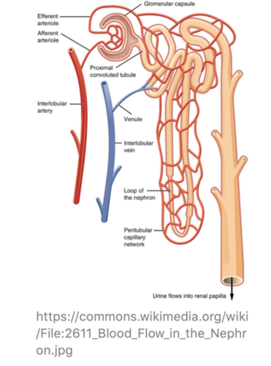<p>nephron</p><p>kidneys are made of thousands of individual nephrons!</p>