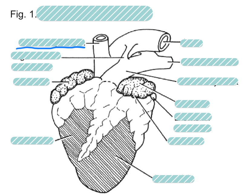 <p>What is the underlined label?</p>