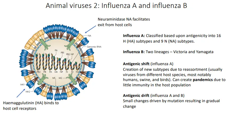<p><strong>antigentic shift</strong> is only seen in influenza <strong>A </strong>(because B only infects humans), and is much<strong> less common</strong></p><ul><li><p>new subtypes are created due to <strong>reassortment </strong>(coinfection of a host cell by two different strains, usually strains that have different target host species)</p></li><li><p>this usually causes pandemics due to little immunity in the host population</p></li></ul><p></p><p><strong>antigenic drift</strong> is seen in influenza <strong>A and B</strong>, and is why we need new vaccines each year </p><ul><li><p>small changes driven by mutations result in<strong> gradual change</strong></p></li></ul><p></p>