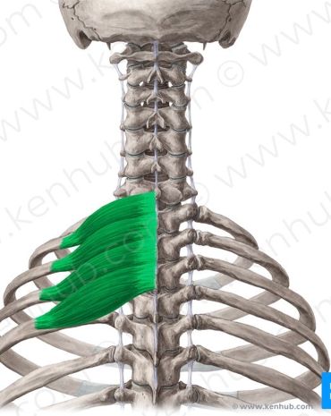 <p>O -SP of C7-T3 I -Superior border of rib #2-5 PA -elevate upper rib during inhalation</p>