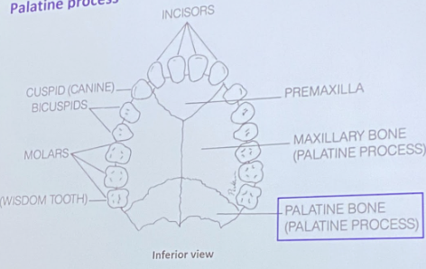 <p>part of hard palate</p><p>1 landmark: palatine process</p>