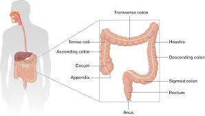 <p>walls formed into pocketlike sacs in large intestine</p>