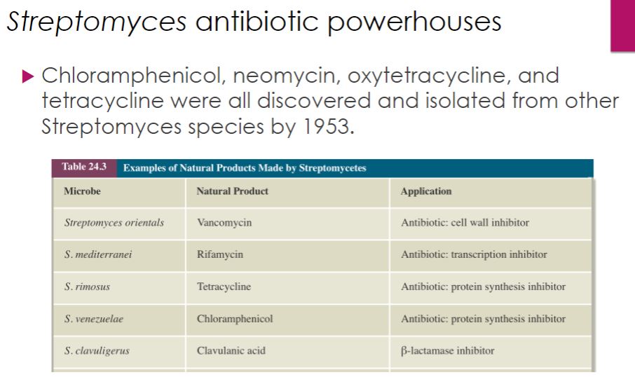 <p>Streptomyces antibiotic powerhouses</p>