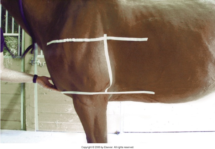 <p>Caudal to triceps, Ventral to level of shoulder joint (heart base), Dorsal to level of elbow joint (heart apex)</p>