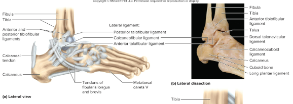 <p>What ligaments hold the ankle joint together?</p>