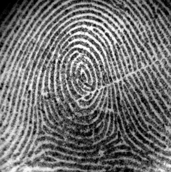 <p>A whorl must have… (2)</p>