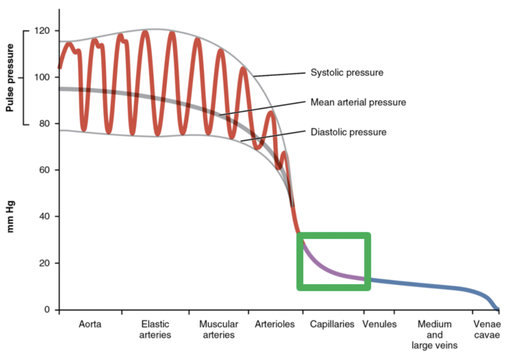 What do you observe about blood hydrostatic pressure across a capillary bed (green box)