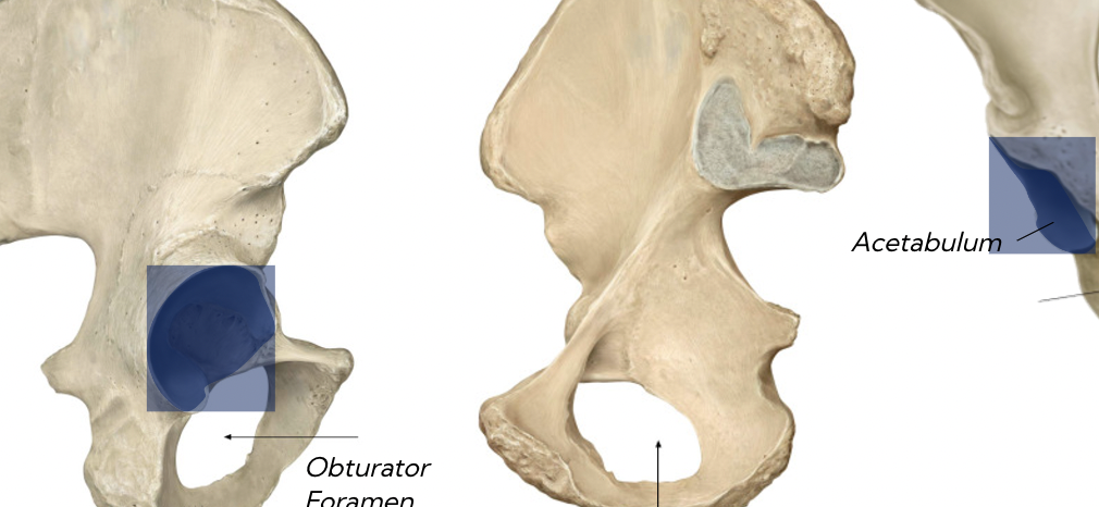 <p>socket for hip joint</p>