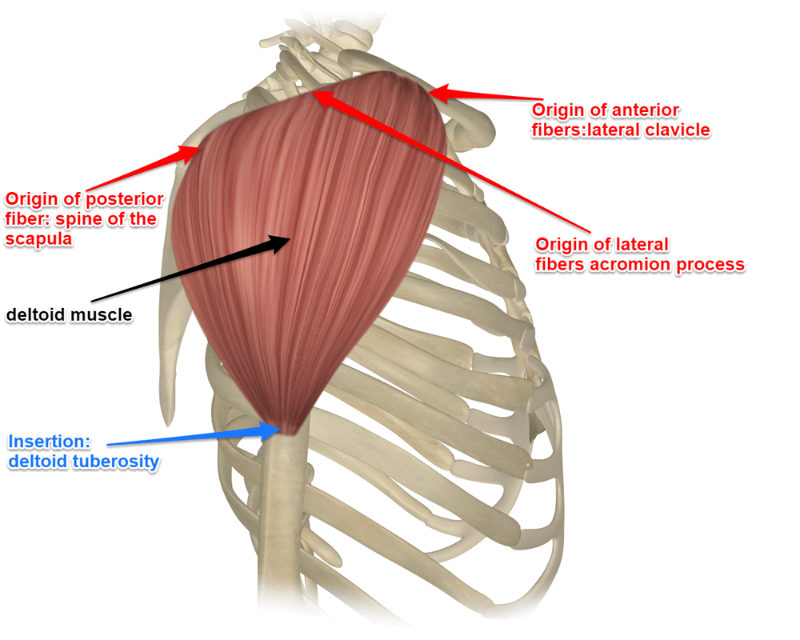 <p><strong>Origin</strong></p><p><strong>Clavicle</strong> (lateral third)</p><p><strong>Acromion</strong> of scapula</p><p><strong>Spine of the scapula</strong></p><p><strong>Insertion</strong></p><p><strong>Deltoid tuberosity</strong> of the humerus</p>